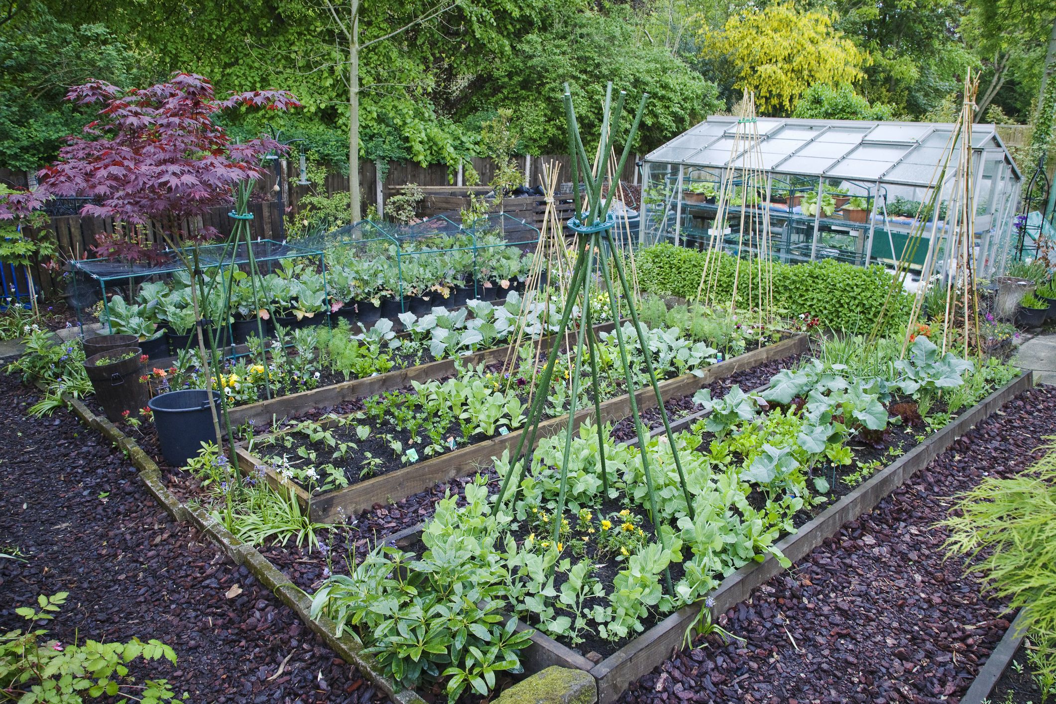 picture of vegetable garden